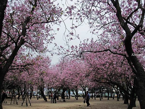 台南公園花開了 (14).JPG