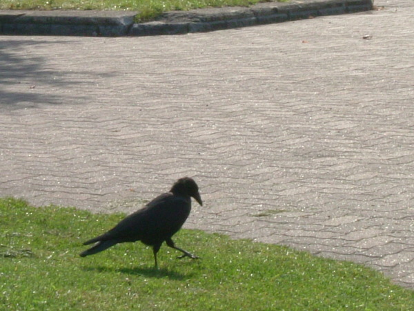 大沼公園的烏鴉