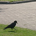 大沼公園的烏鴉