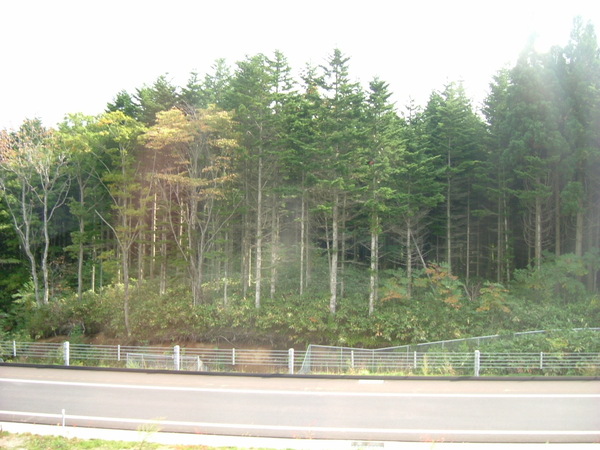 高速公路旁的樹林