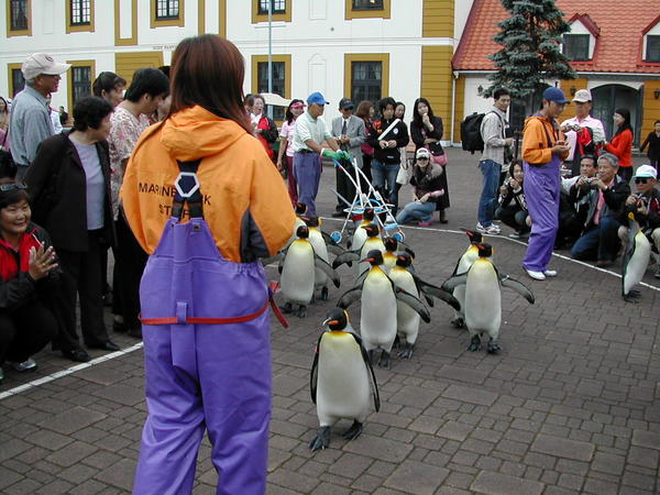 接下來是很有名的企鵝遊行