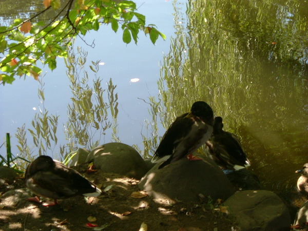 公園內池子的綠頭鴨