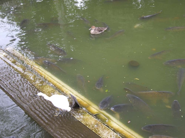 池中也有很多大鯉魚