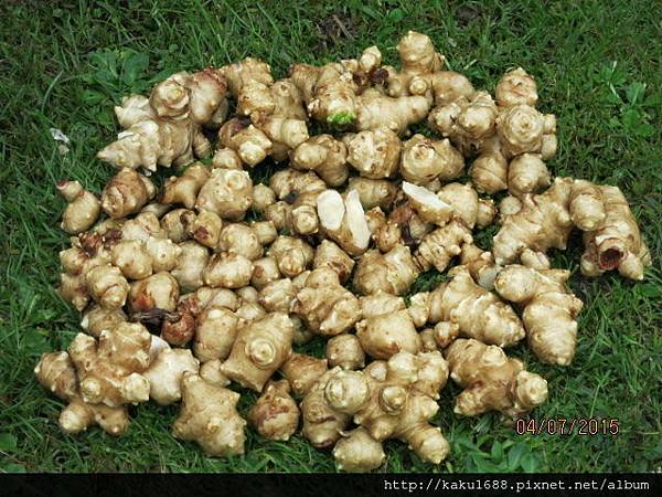 菊芋與菊薯 Sunnyvale Tui 的部落格 痞客邦 菊芋與菊薯 Sunnyvale Tui 的部落格 痞客邦