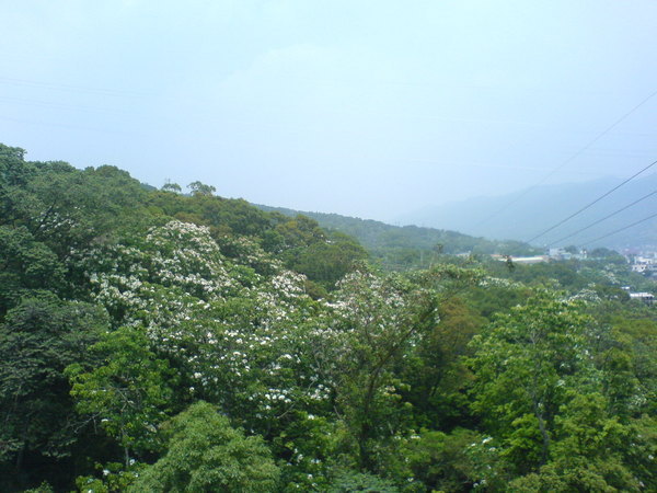 200805_苗栗油桐花季-DSC00318.JPG