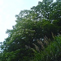 200805_苗栗油桐花季-DSC00345.JPG