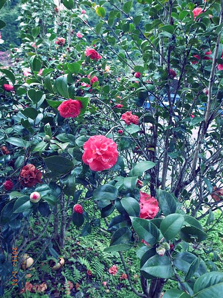 紅花綠葉