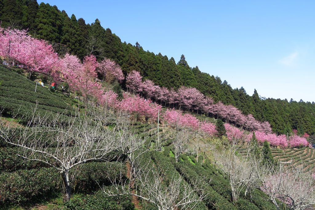 圖 連廁所鏡子都像幅畫之山上人家農場賞櫻