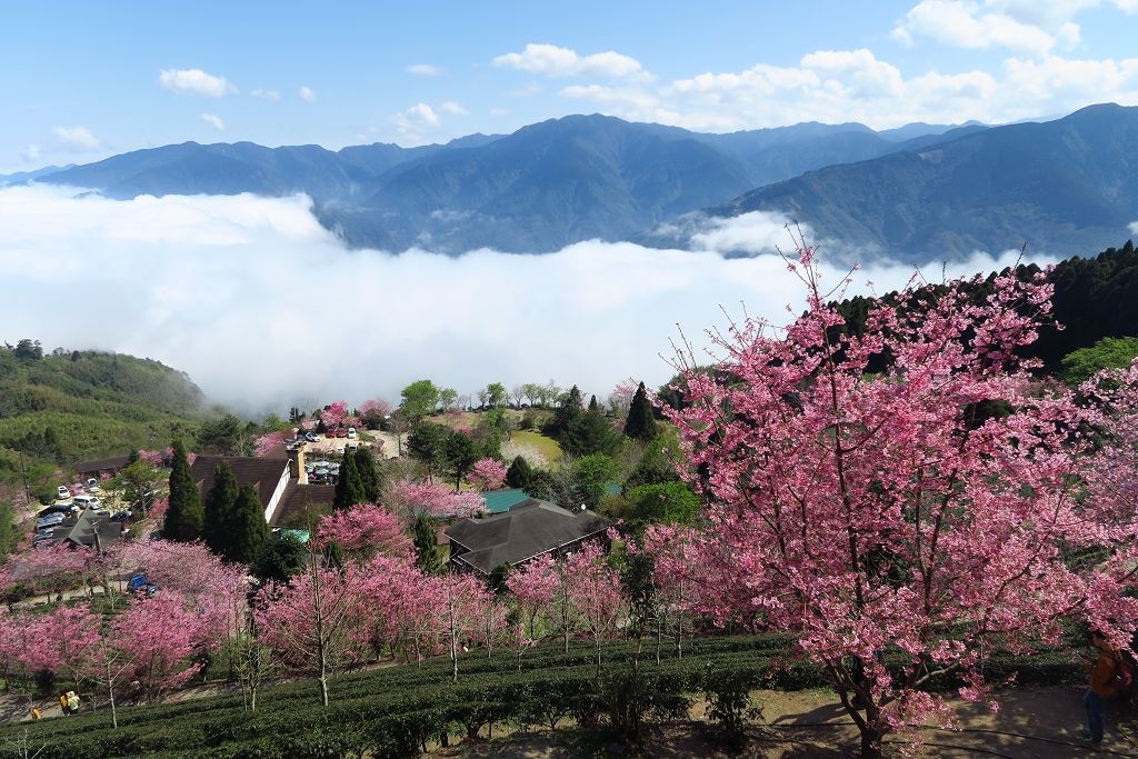 圖 連廁所鏡子都像幅畫之山上人家農場賞櫻