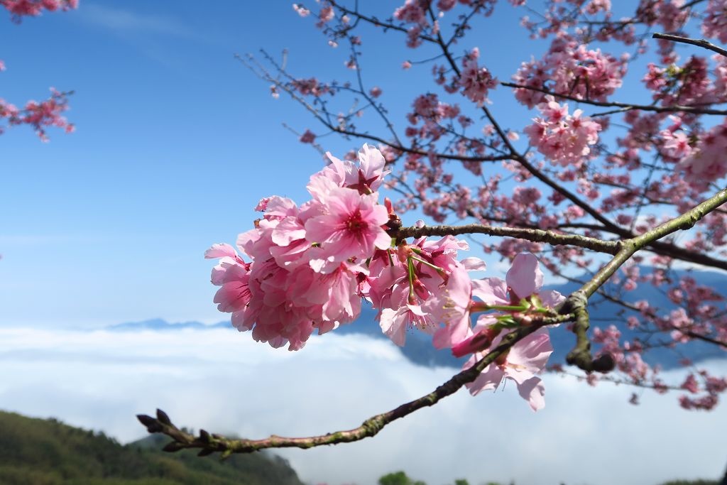 圖 連廁所鏡子都像幅畫之山上人家農場賞櫻