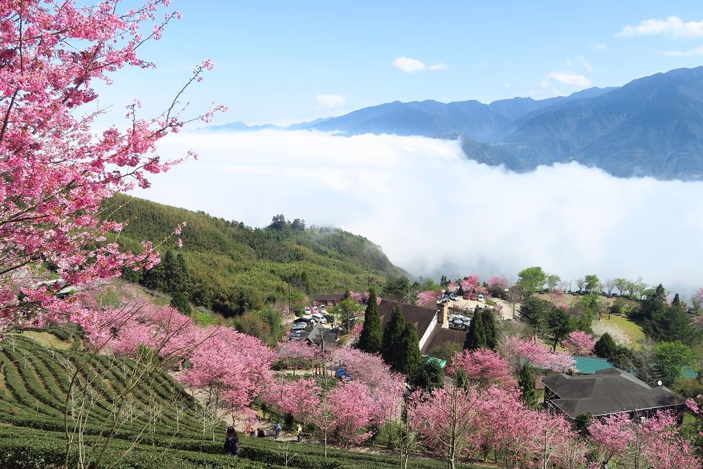 圖 連廁所鏡子都像幅畫之山上人家農場賞櫻