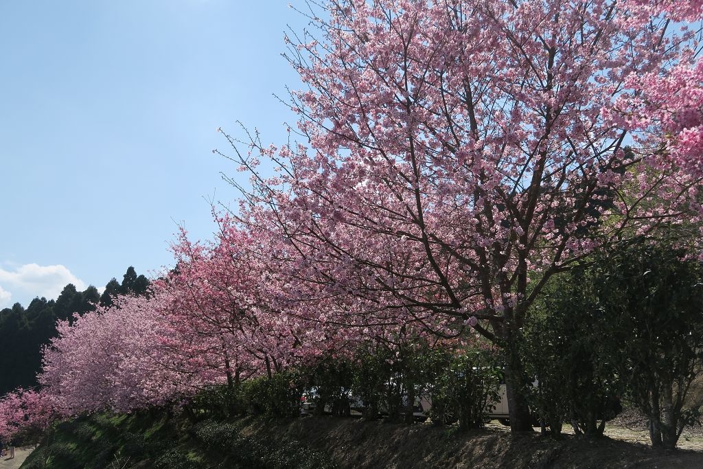 圖 連廁所鏡子都像幅畫之山上人家農場賞櫻