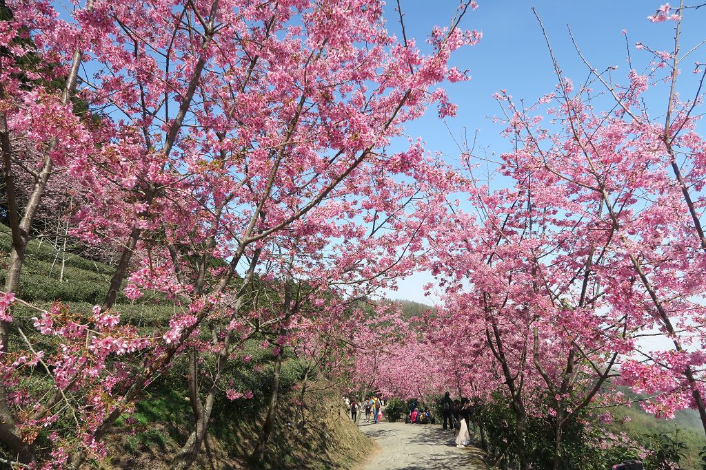 圖 連廁所鏡子都像幅畫之山上人家農場賞櫻