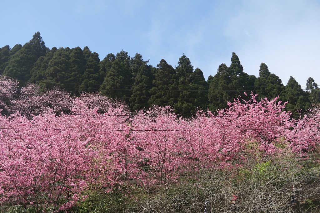 圖 連廁所鏡子都像幅畫之山上人家農場賞櫻