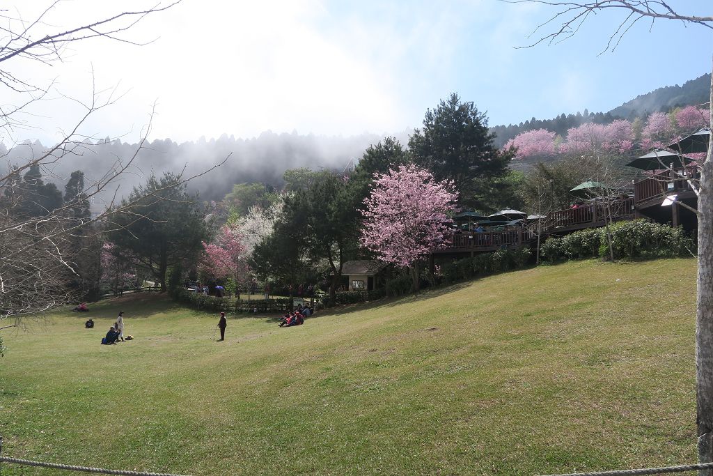 圖 連廁所鏡子都像幅畫之山上人家農場賞櫻