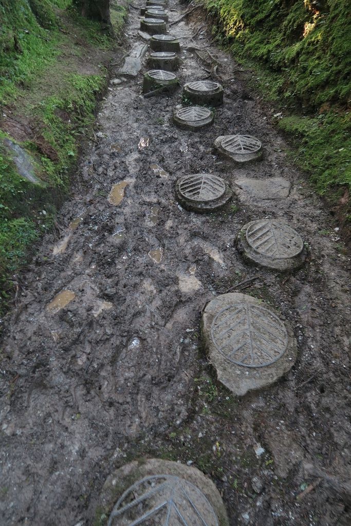 圖 太平山山毛櫸步道難得晴天秋色