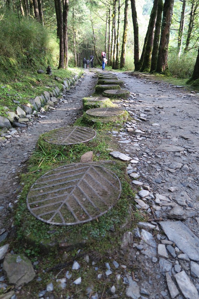 圖 太平山山毛櫸步道難得晴天秋色