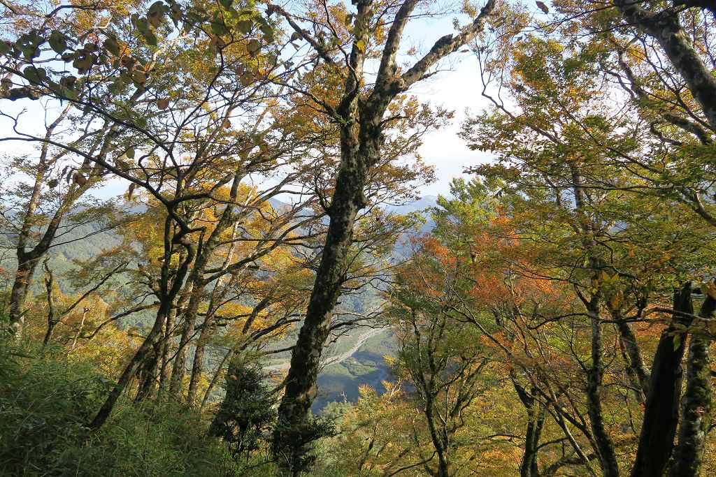 圖 太平山山毛櫸步道難得晴天秋色