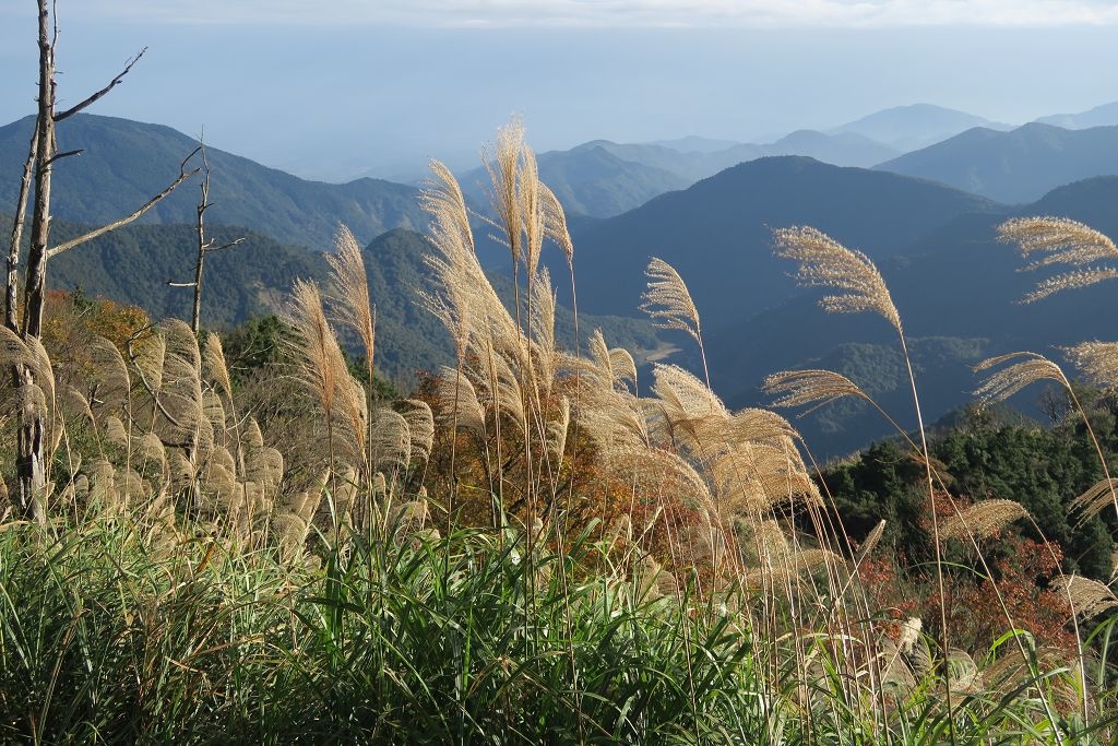 圖 太平山山毛櫸步道難得晴天秋色