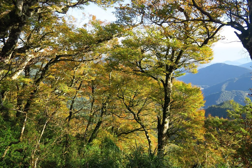 圖 太平山山毛櫸步道難得晴天秋色