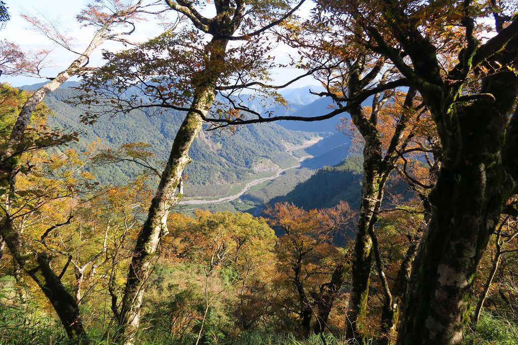 圖 太平山山毛櫸步道難得晴天秋色