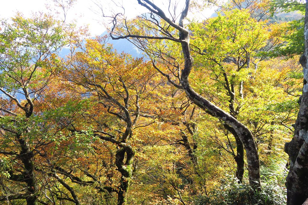 圖 太平山山毛櫸步道難得晴天秋色