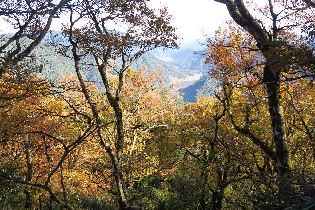 圖 太平山山毛櫸步道難得晴天秋色