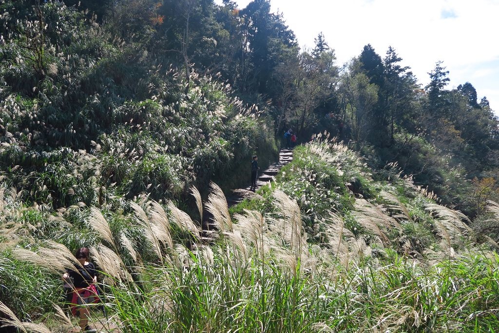 圖 太平山山毛櫸步道難得晴天秋色