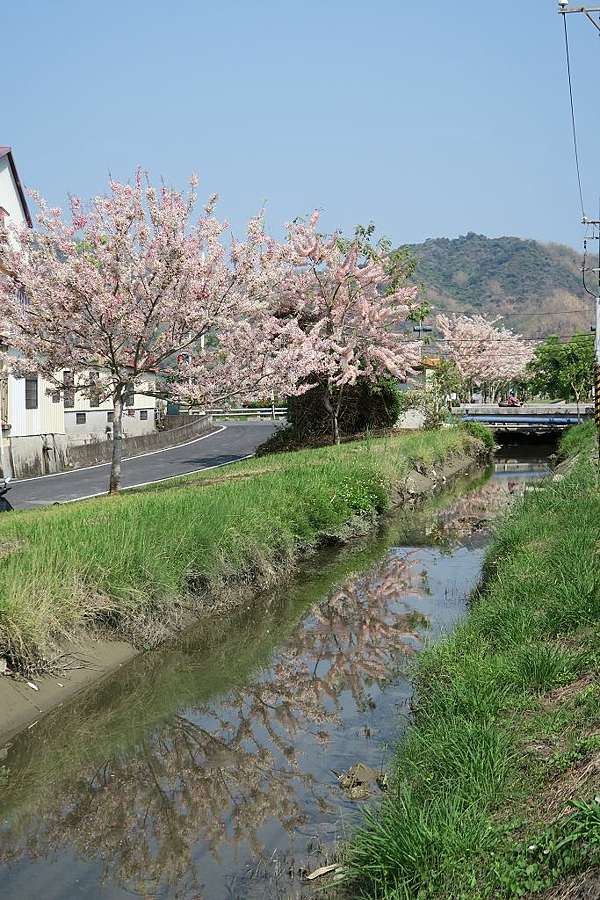 高雄 美濃獅子頭圳花旗木 朝元寺 鍾理和紀念館 Kalawind的隨行日記 痞客邦