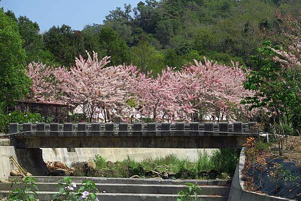 高雄 美濃花旗木盛開的蝶舞澗 Kalawind的隨行日記 痞客邦