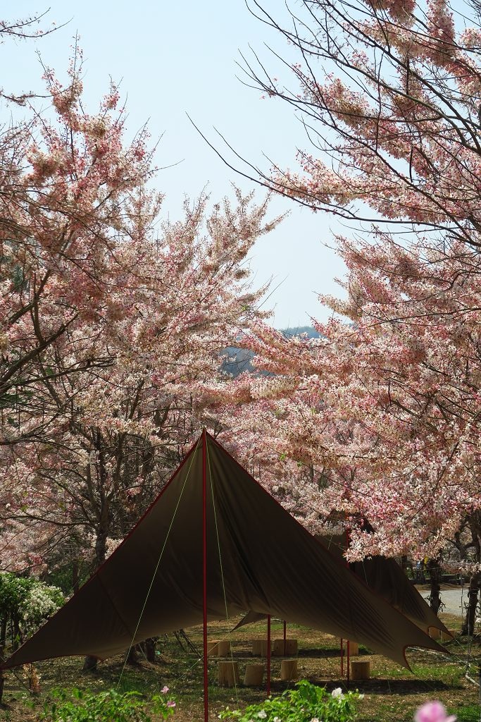 高雄 美濃花旗木盛開的蝶舞澗 Kalawind的隨行日記 痞客邦