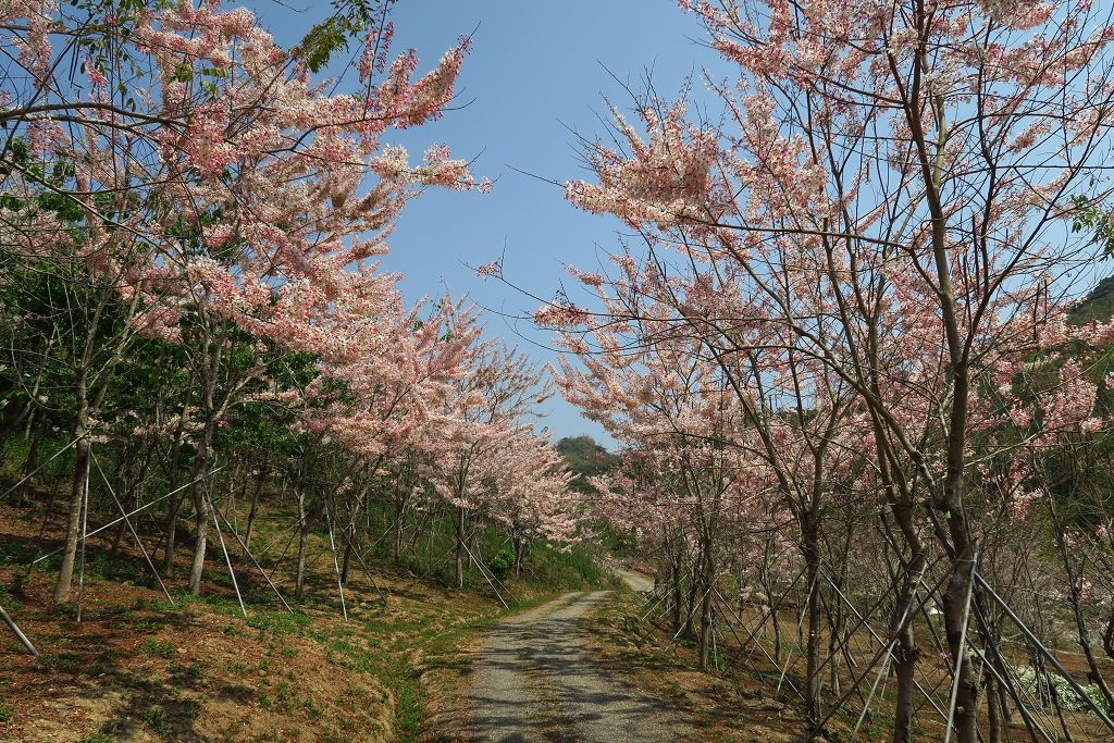高雄 美濃花旗木盛開的蝶舞澗 Kalawind的隨行日記 痞客邦