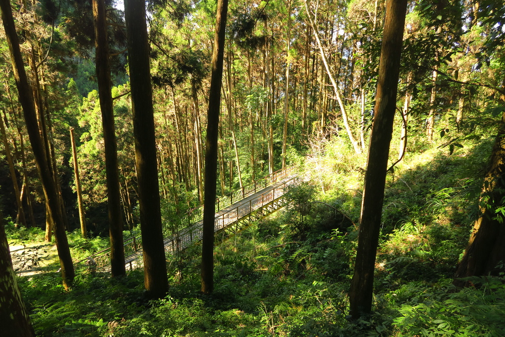 高雄--桃源 藤枝國家森林遊樂區