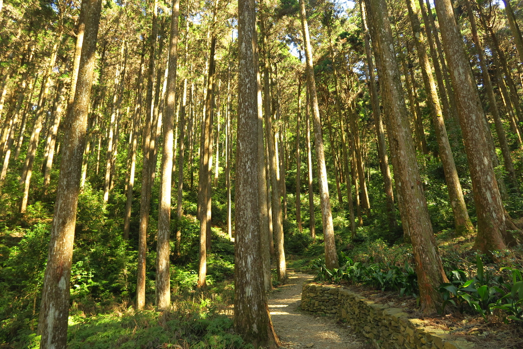 圖 藤枝國家森林遊樂區重啟