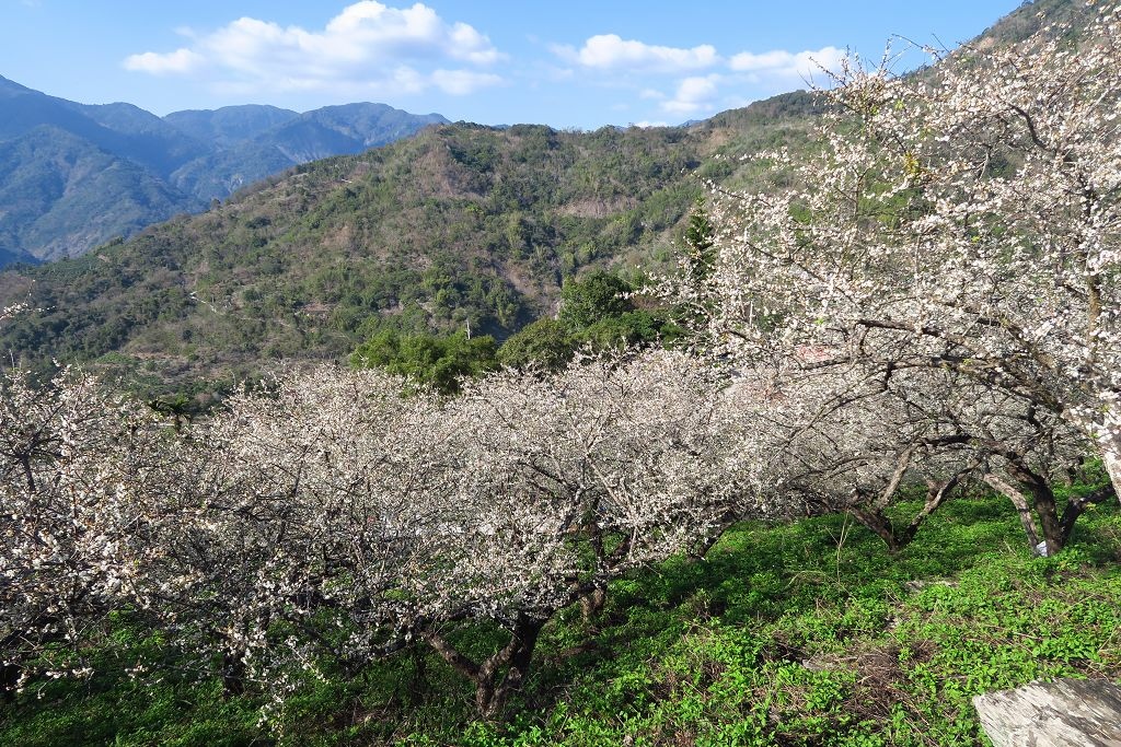 圖 藤枝國家森林遊樂區重啟