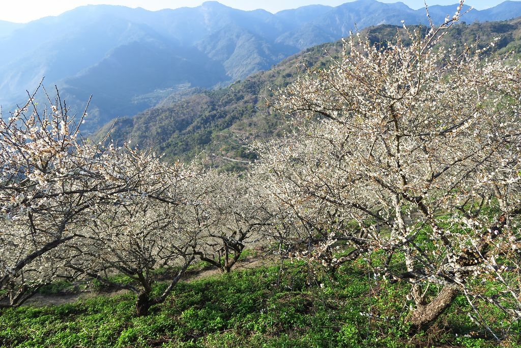 圖 藤枝國家森林遊樂區重啟