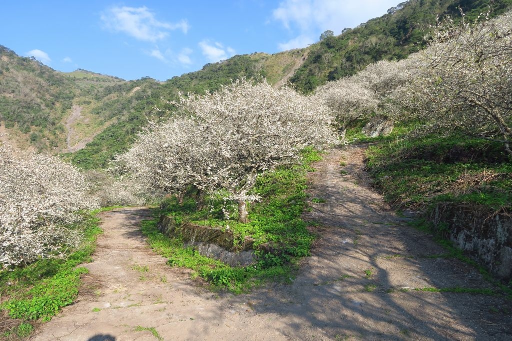 圖 藤枝國家森林遊樂區重啟