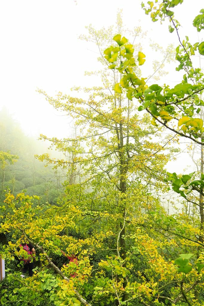 南投--鹿谷 秋賞霧中銀杏(銀杏森林、武岫農圃、大崙山觀景臺