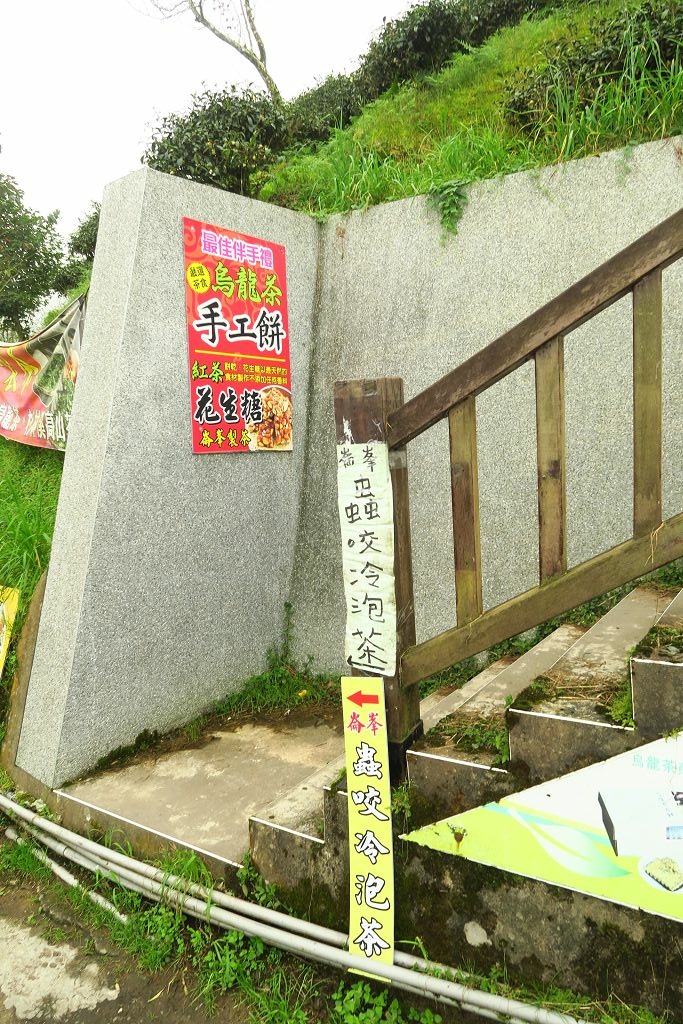 南投--鹿谷 秋賞霧中銀杏(銀杏森林、武岫農圃、大崙山觀景臺