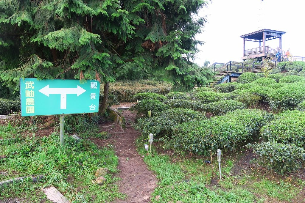 南投--鹿谷 秋賞霧中銀杏(銀杏森林、武岫農圃、大崙山觀景臺