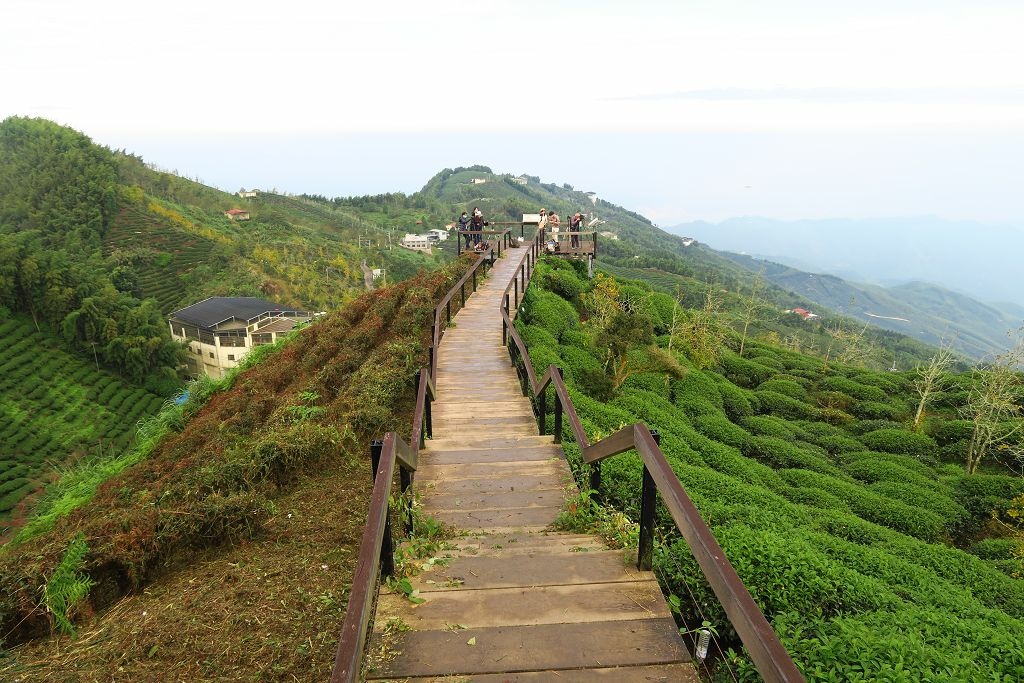 南投--鹿谷 秋賞霧中銀杏(銀杏森林、武岫農圃、大崙山觀景臺