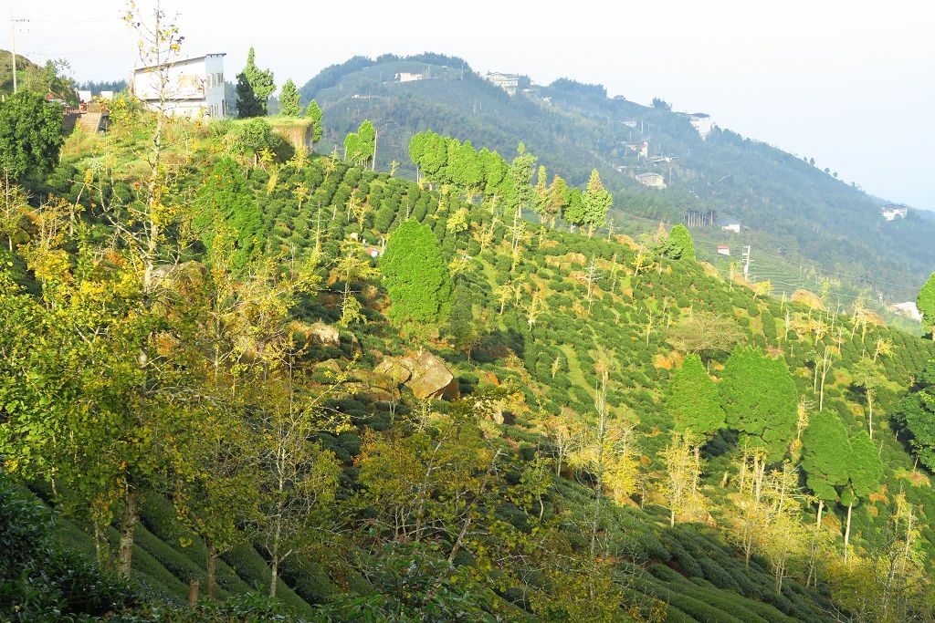 南投--鹿谷 秋賞霧中銀杏(銀杏森林、武岫農圃、大崙山觀景臺