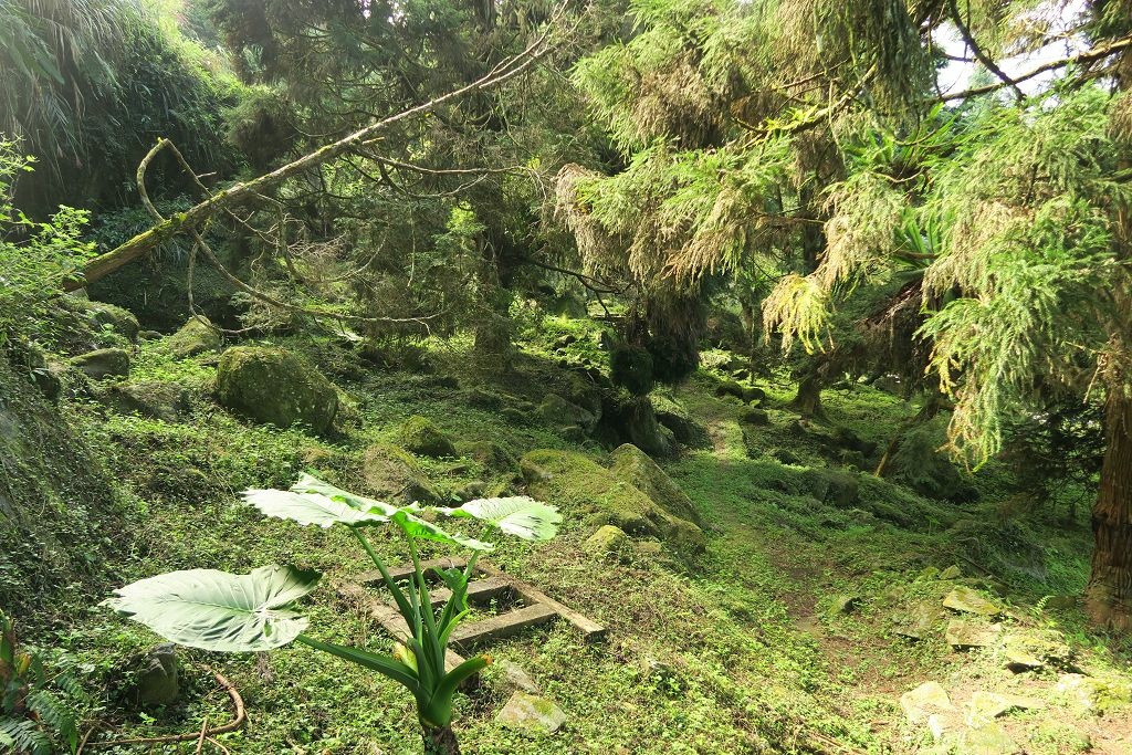 南投--鹿谷 溪頭二十公里大爆走(上)賞鳥登山步道、天文台、