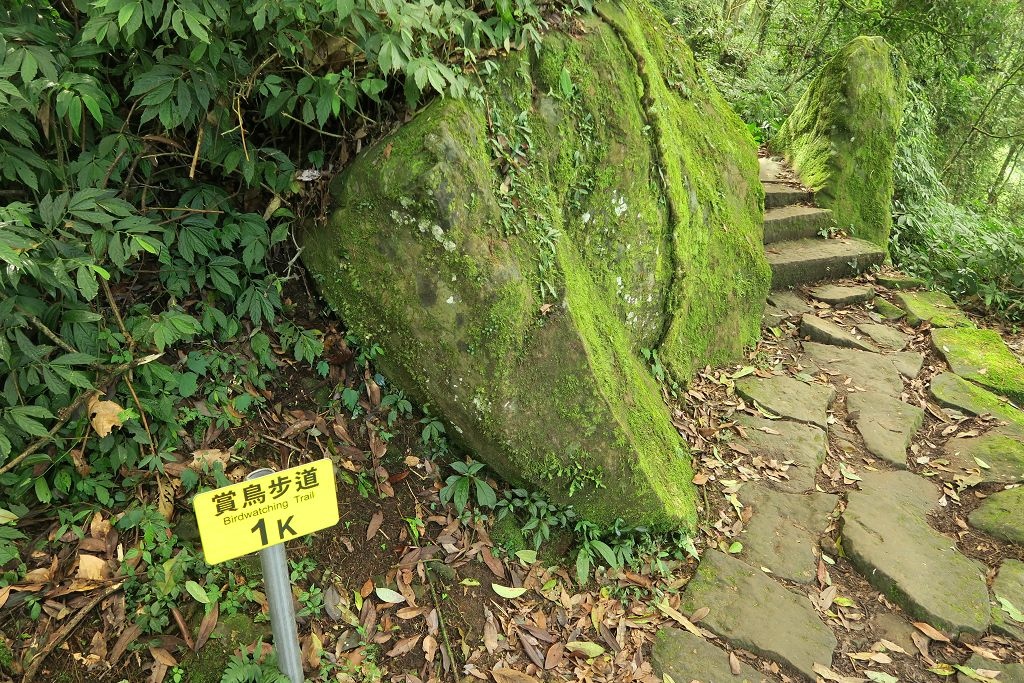 南投--鹿谷 溪頭二十公里大爆走(上)賞鳥登山步道、天文台、