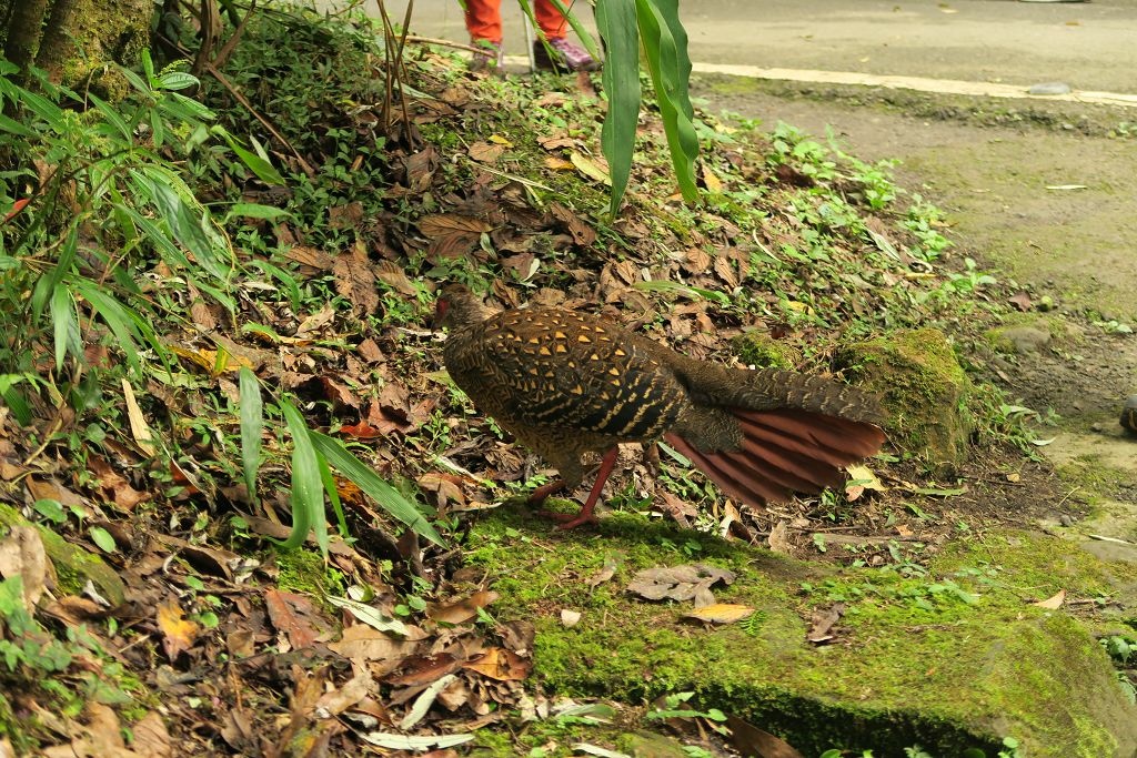 南投--鹿谷 溪頭二十公里大爆走(上)賞鳥登山步道、天文台、