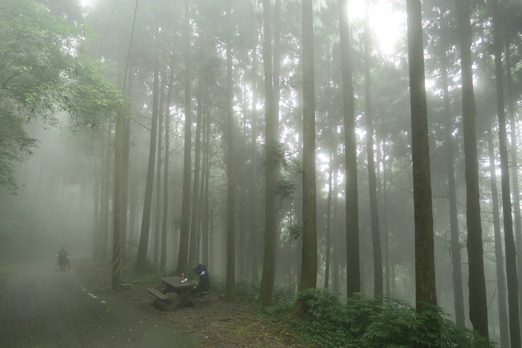 南投--鹿谷 溪頭二十公里大爆走(上)賞鳥登山步道、天文台、