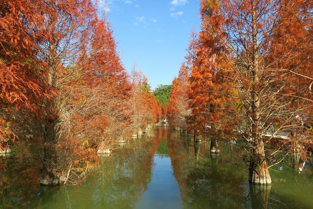 苗栗--三灣落羽松秘境莊園、頭份楓林隧道