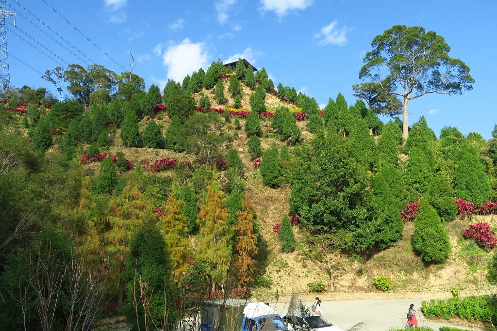 苗栗--三灣落羽松秘境莊園、頭份楓林隧道