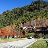 新竹--尖石  玉峰村追殘楓(美樹營地、玉峰大橋)