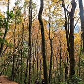 新竹--尖石  玉峰村追殘楓(美樹營地、玉峰大橋)